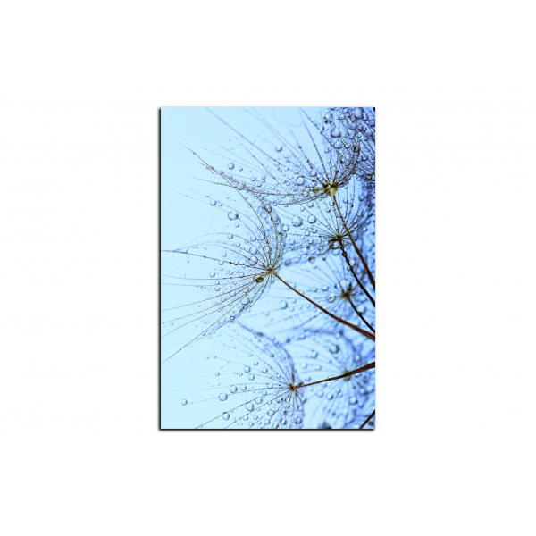 Obraz na plátně - Pampelišková semínka s kapkami vody - obdélník